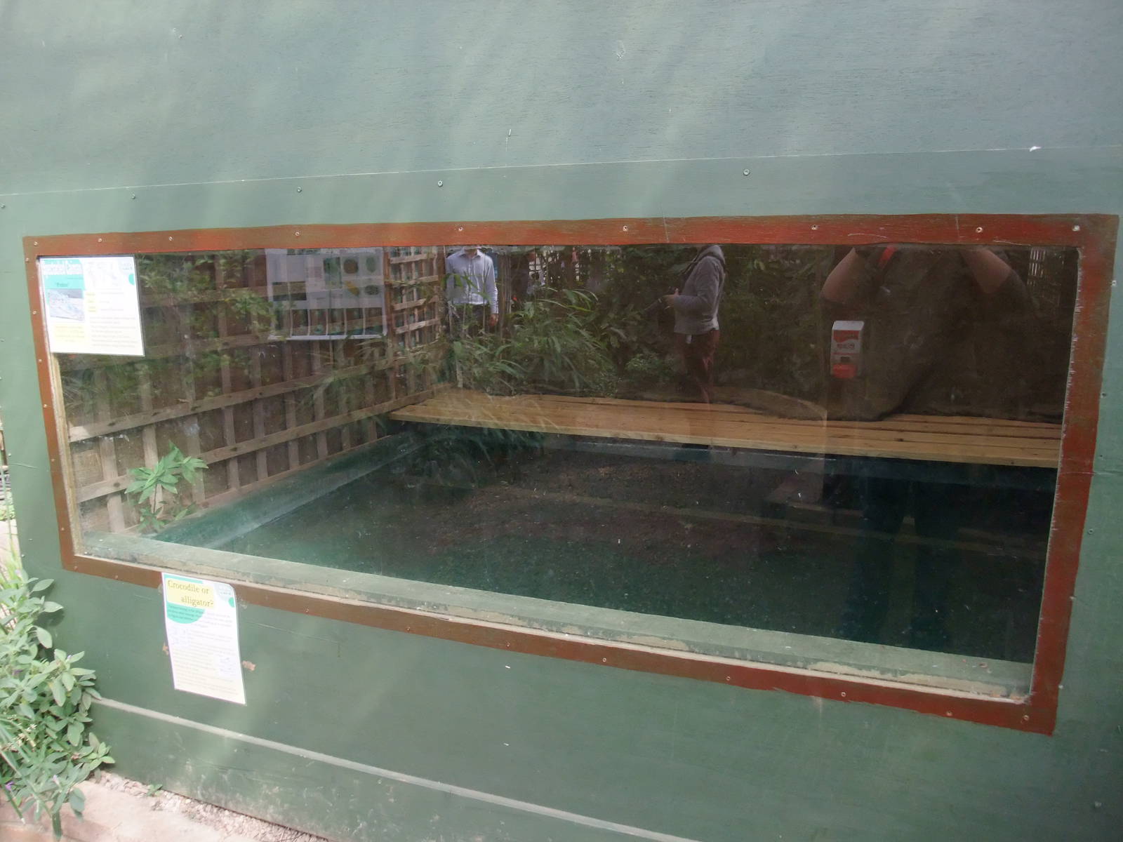 Caiman Exhibit at Long Sutton 25/04/11