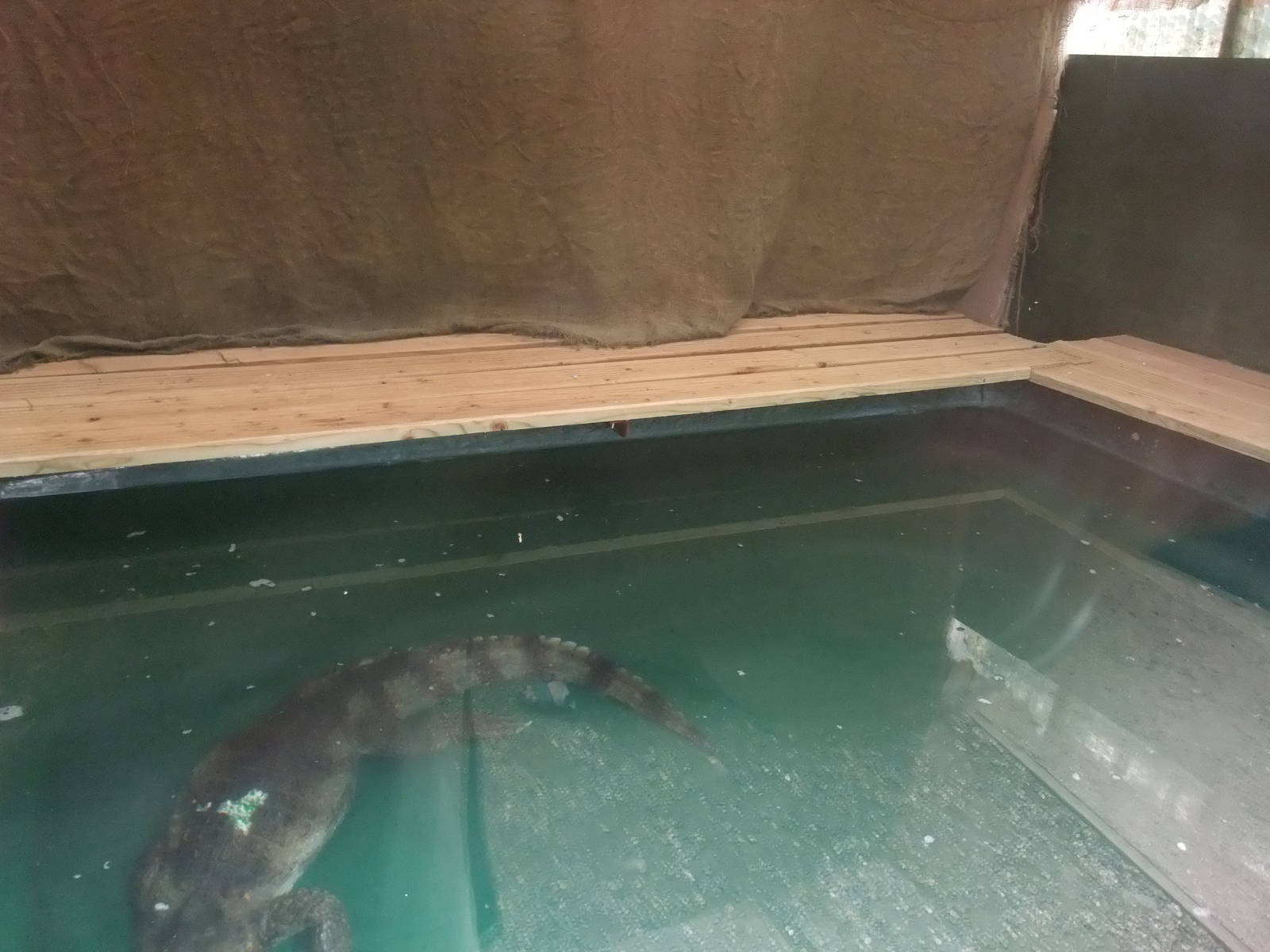 Caiman Exhibit at Long Sutton 25/04/11