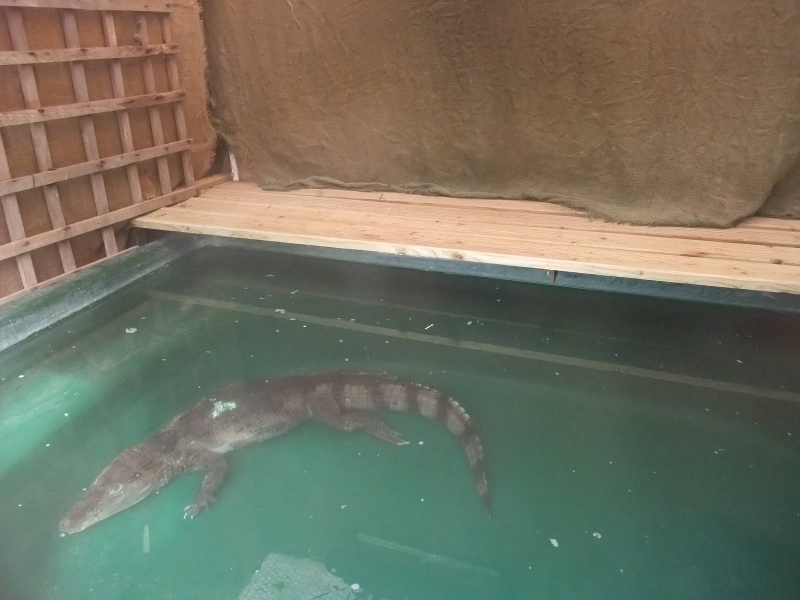 Caiman Exhibit at Long Sutton 25/04/11