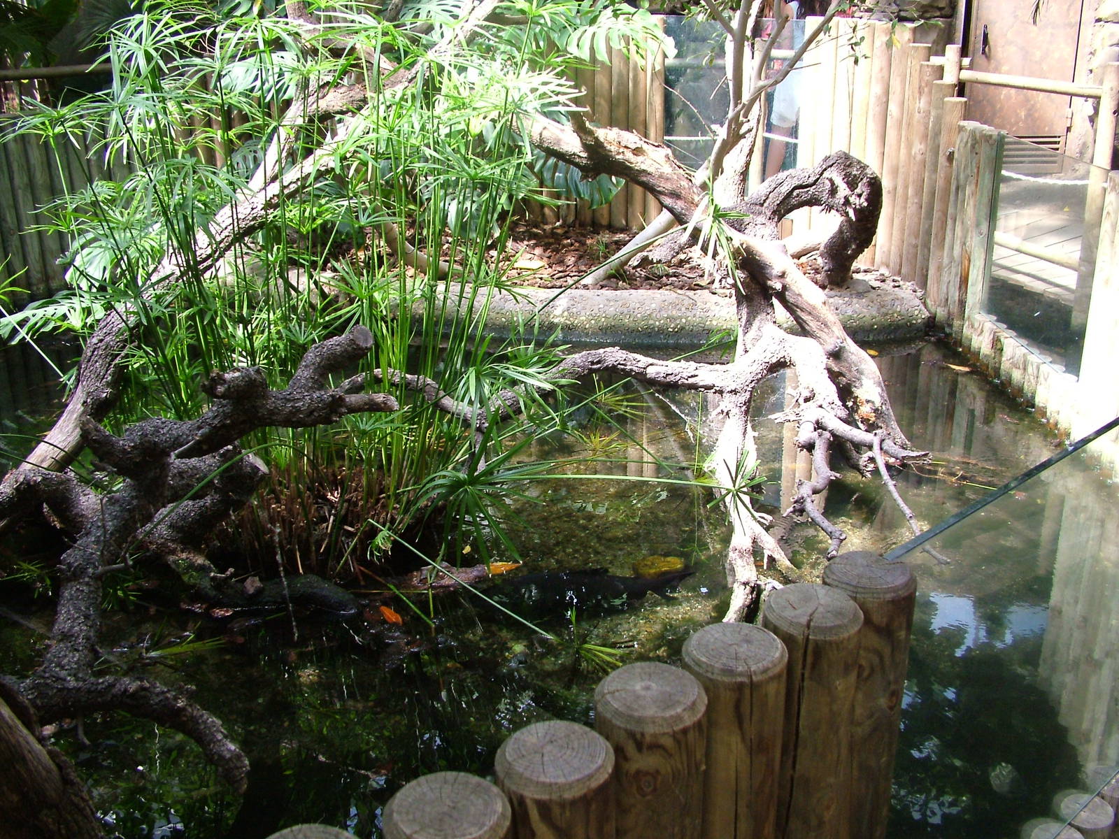 Caiman Exhibit at Madrid Zoo Aquarium, 26/05/11