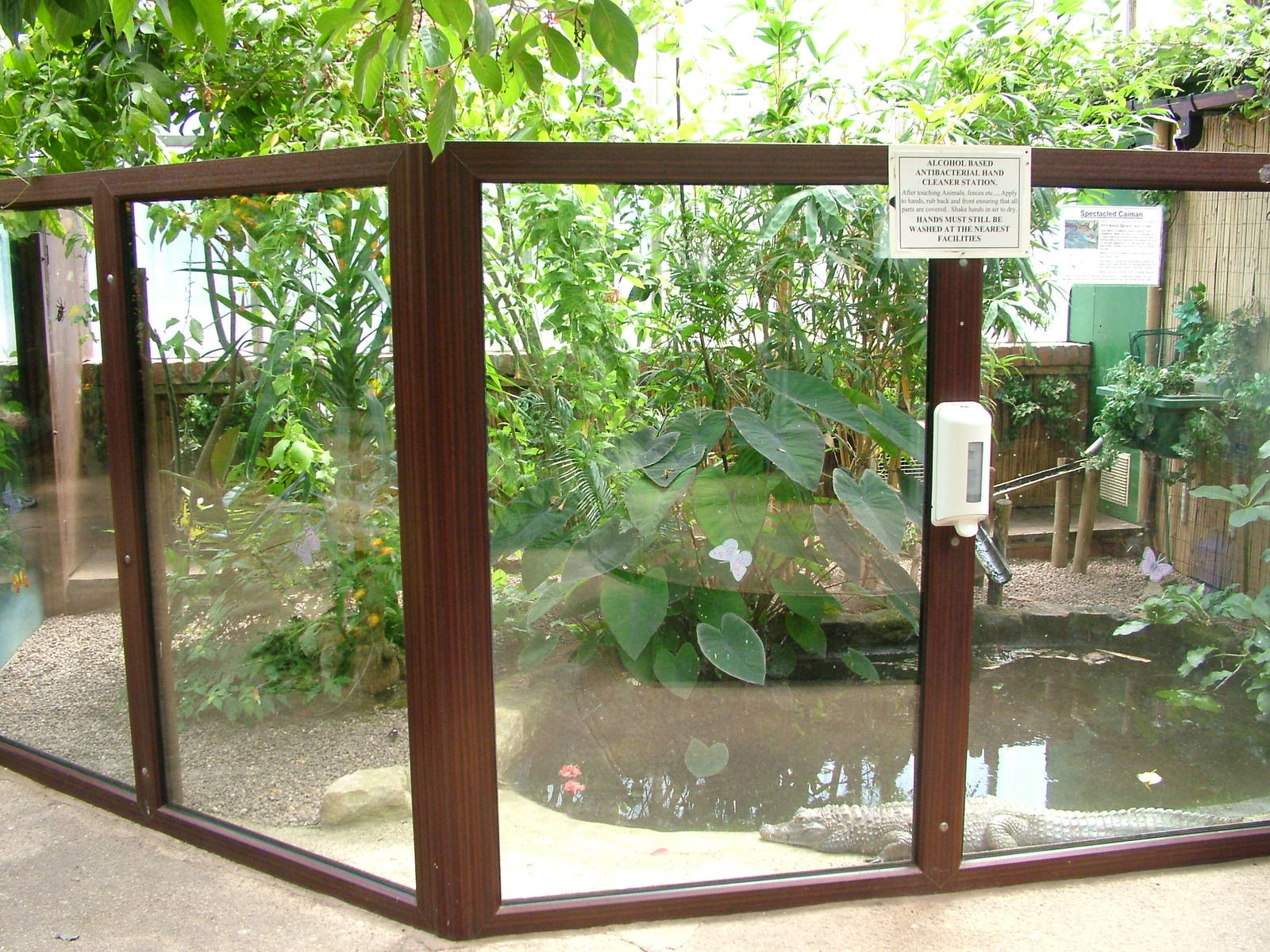 Caiman exhibit at Tropical Butterfly House 13/06/09