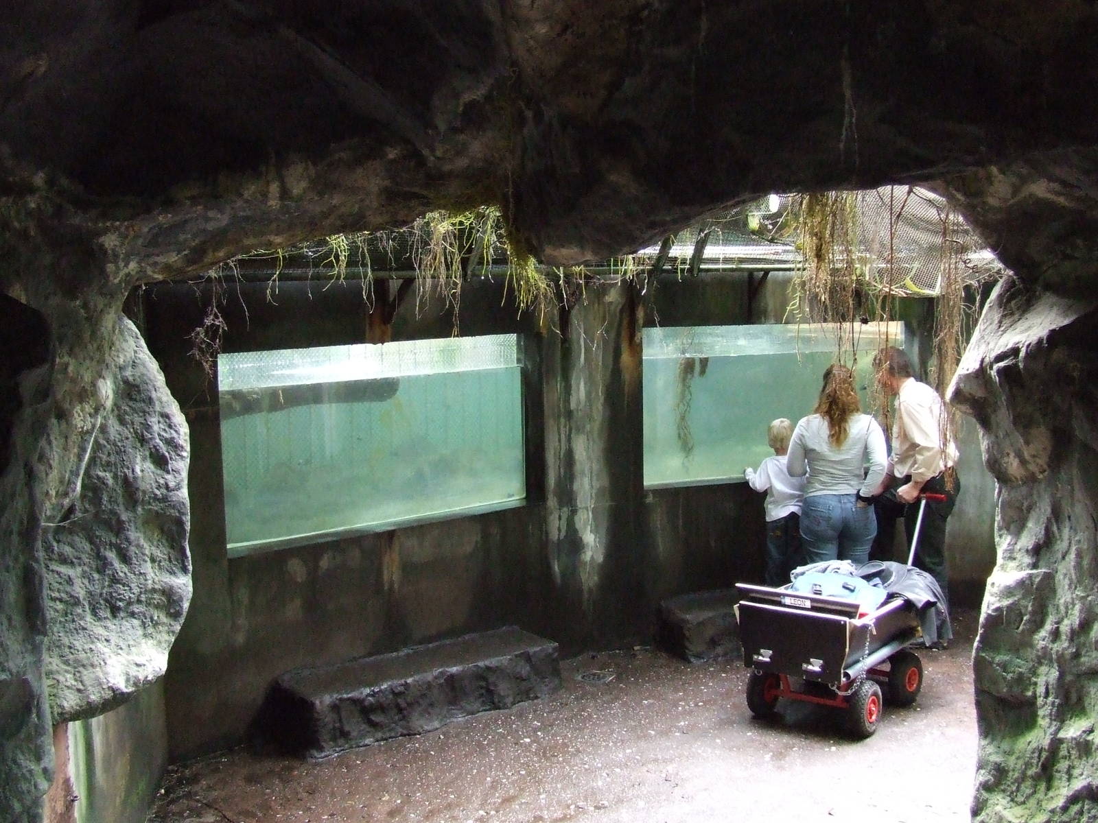 Caiman exhibit, Burgers Bush