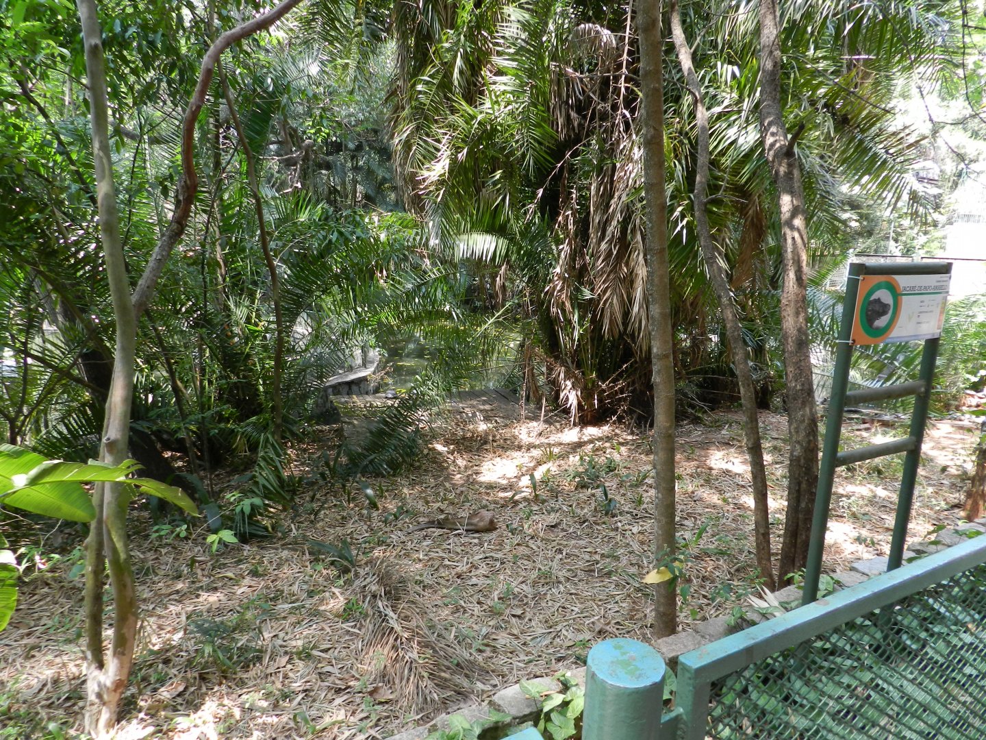 Caiman exhibit (land area) - Campinas zoo (BDJ)