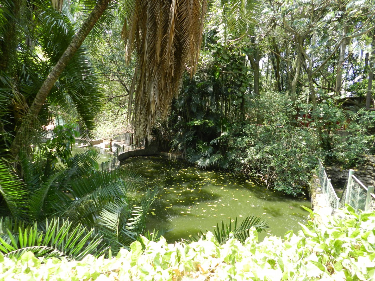 Caiman exhibit (pond) - Campinas zoo (BDJ)