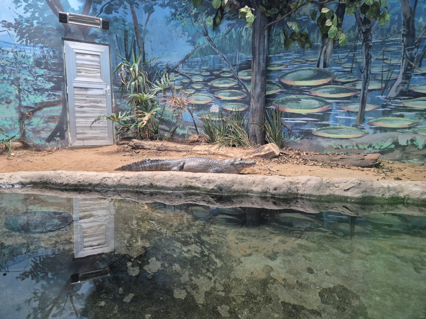 Caiman exhibit