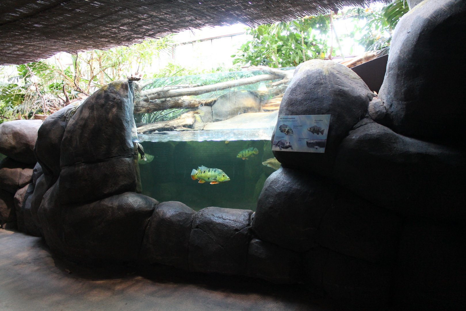 Caiman - fish enclosure