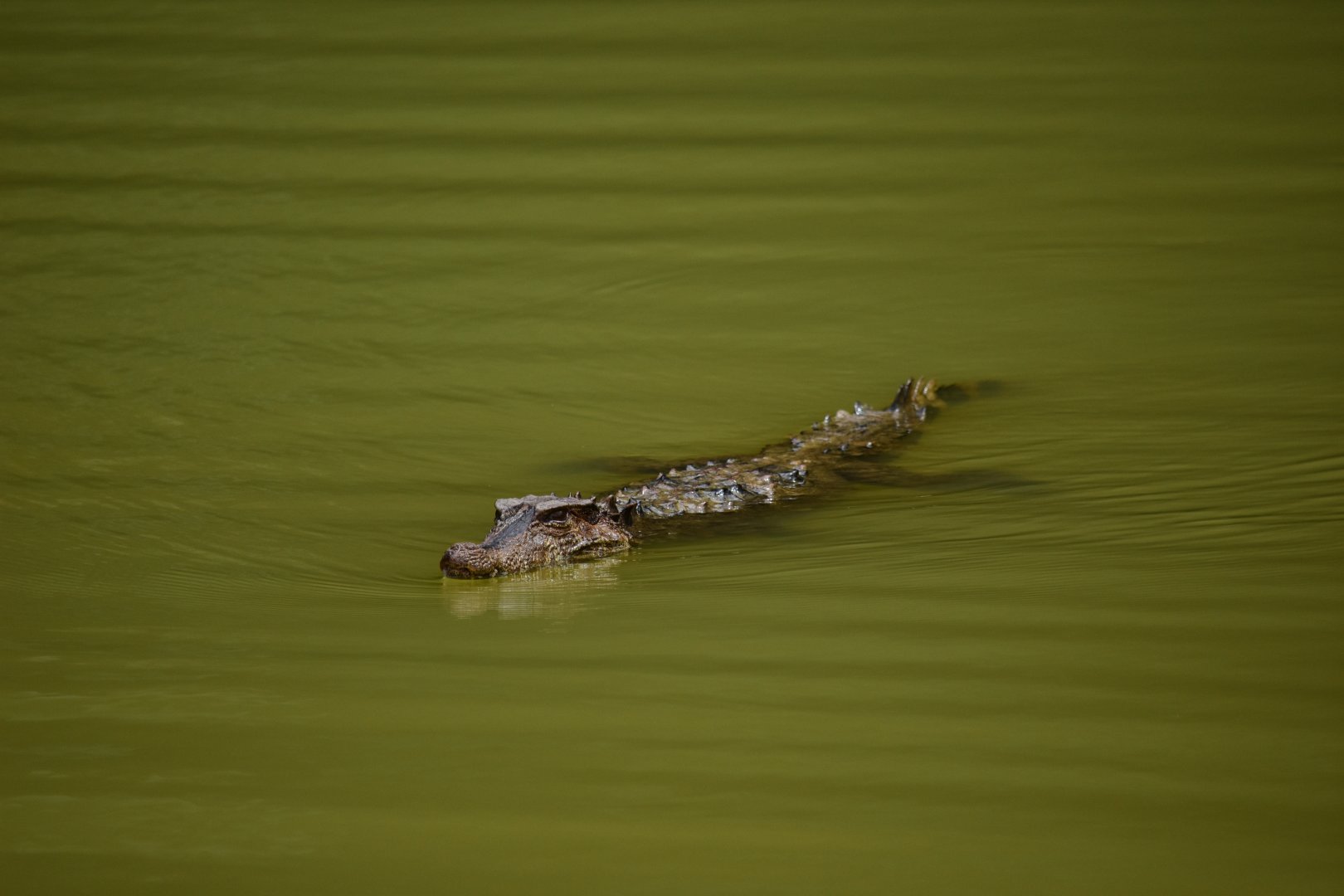 Caiman ID - Smooth-fronted caiman(?)