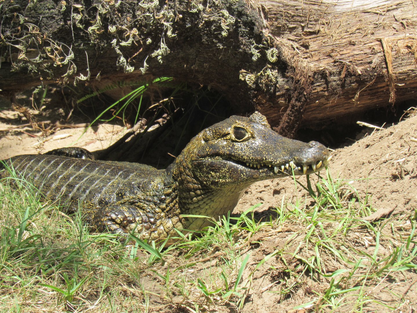 Caiman ID- Yacare or Spectacled/Common?
