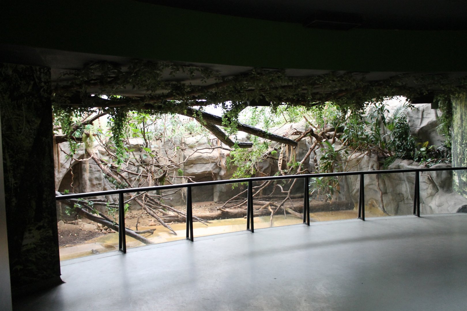 Caiman - Iguana enclosure