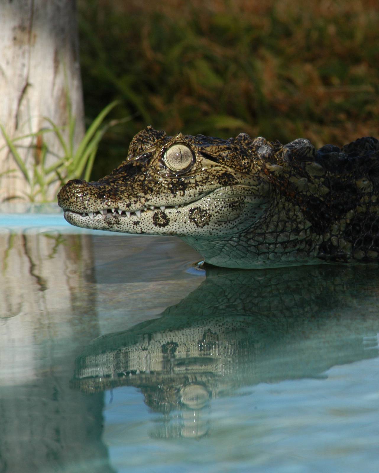Caiman latirostris