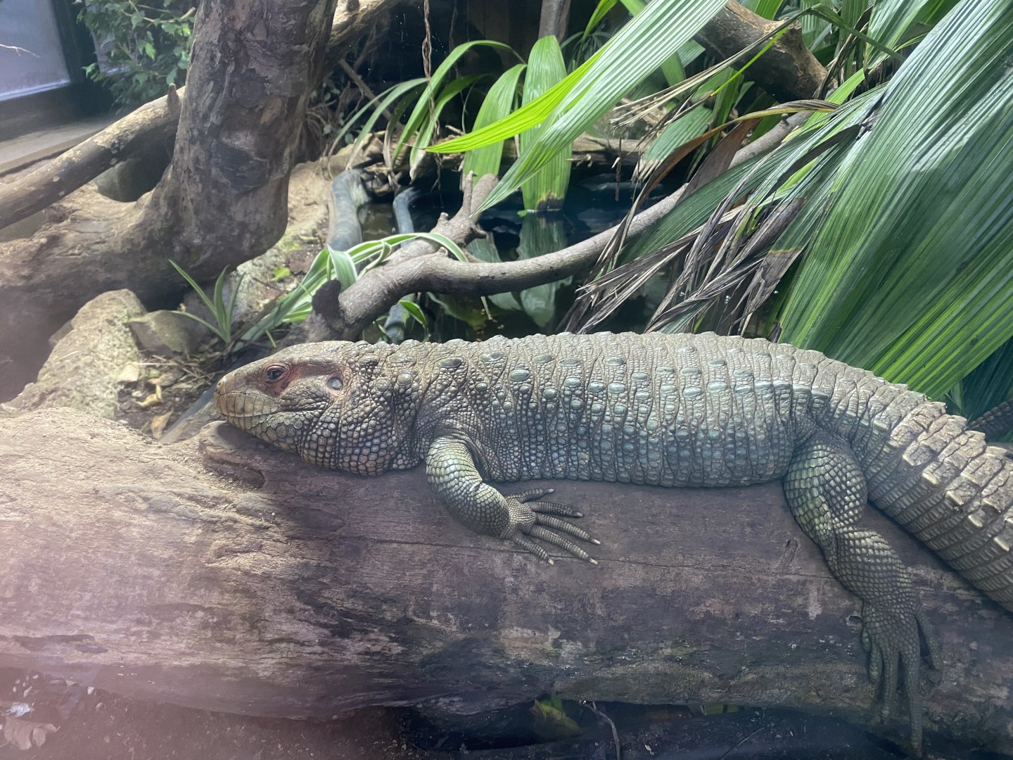 Caiman lizard 040124