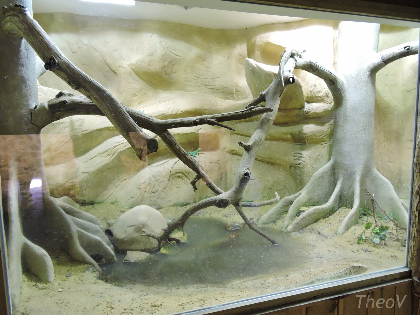 Caiman lizard and basilisk exhibit [2015]