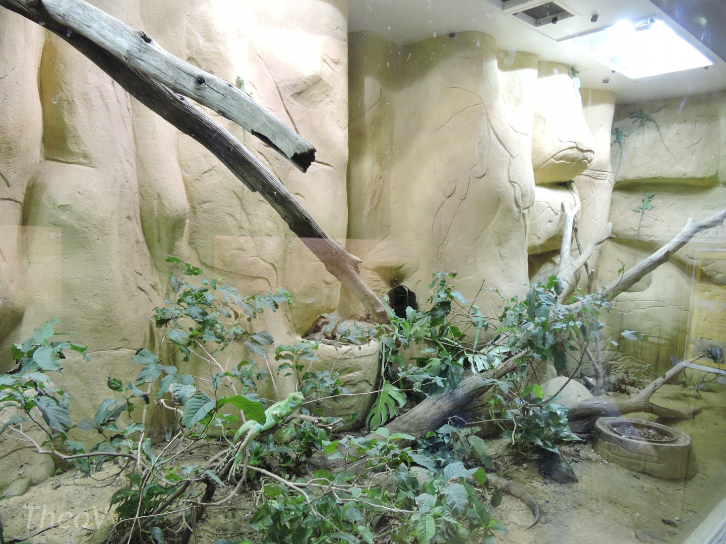 Caiman lizard and basilisk exhibit [2015]