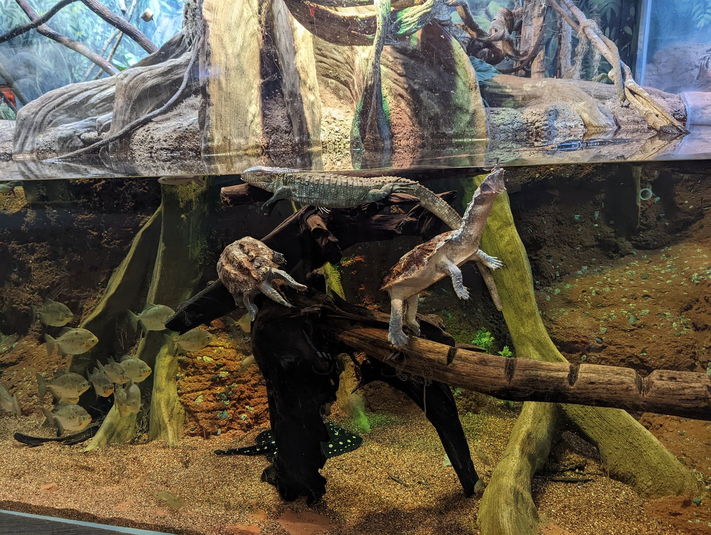 Caiman Lizard and Mata-mata Turtles