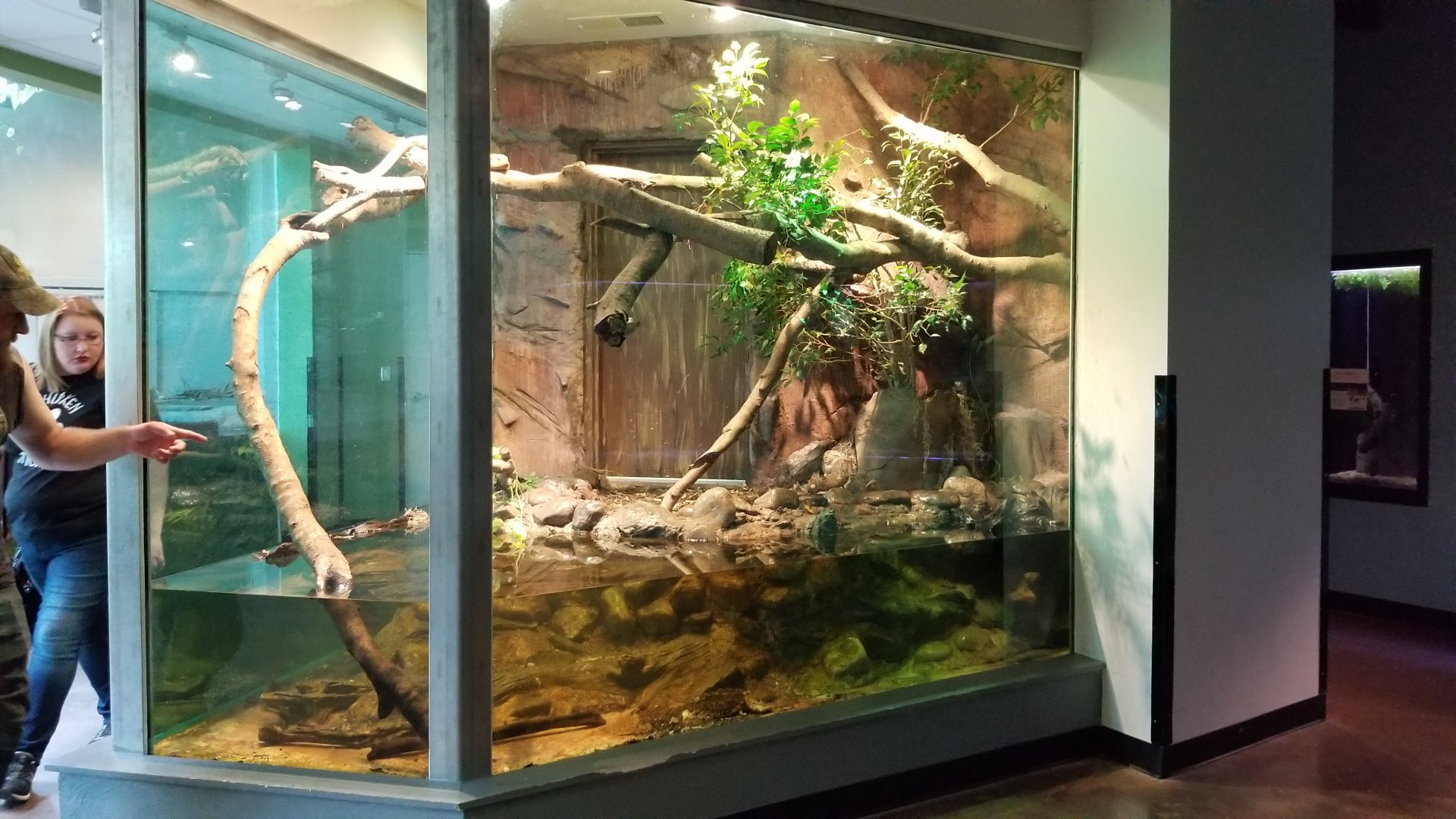 Caiman Lizard and Mata Mata