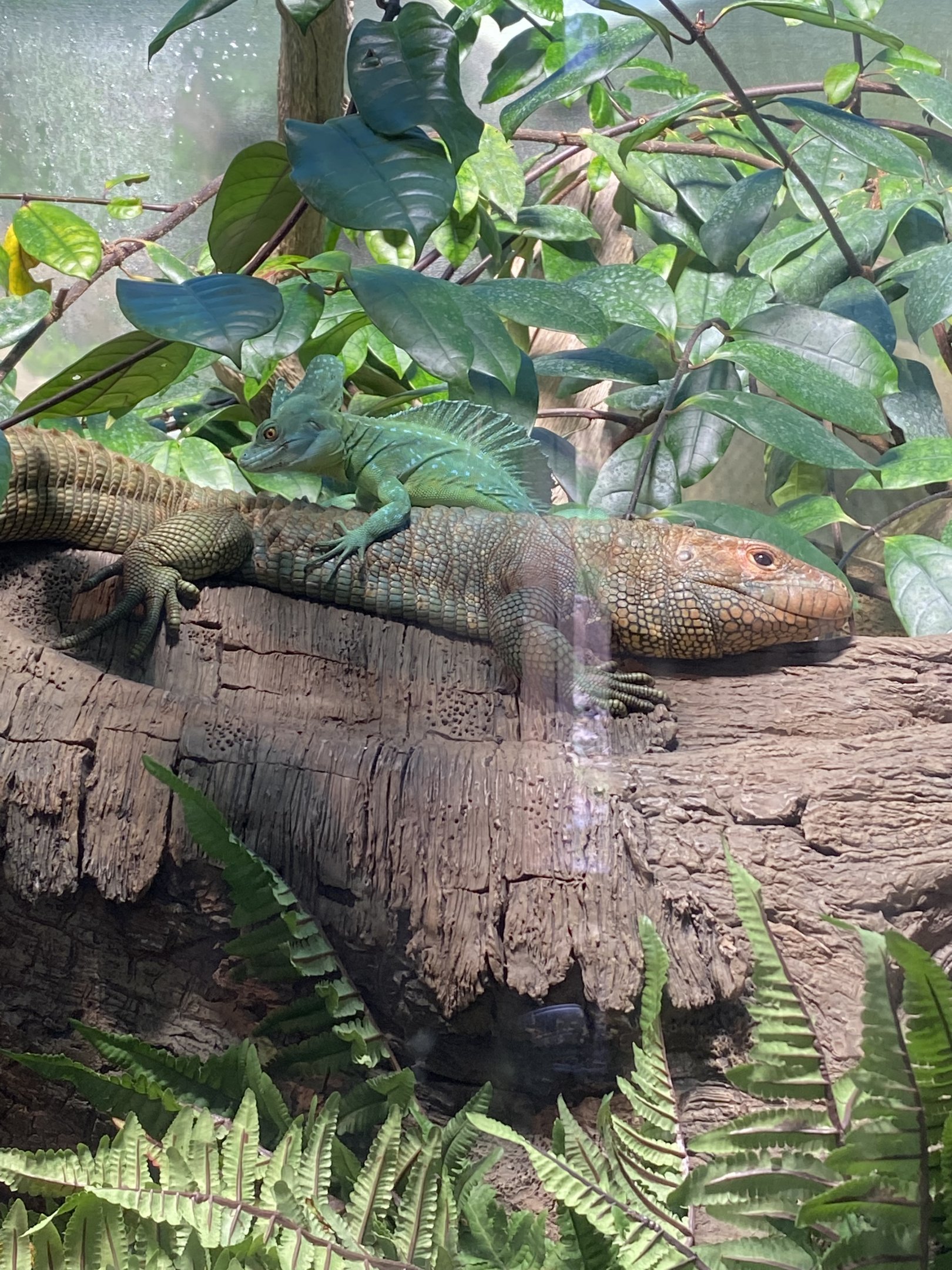 Caiman Lizard and Plumed Basilisk