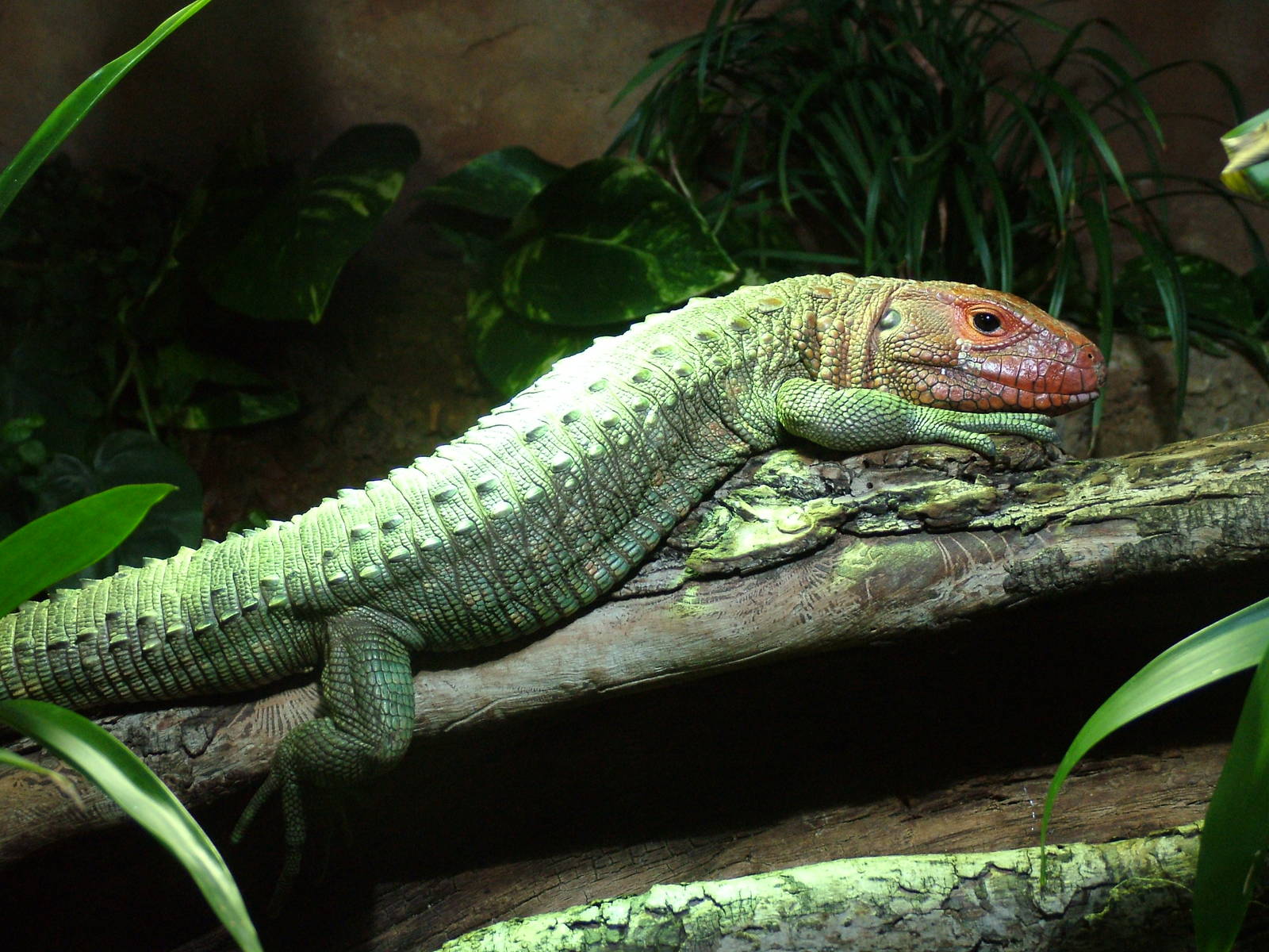 Caiman Lizard at Chester 06/03/10