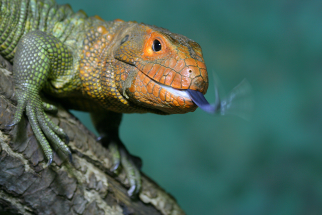 Caiman Lizard at chester zoo