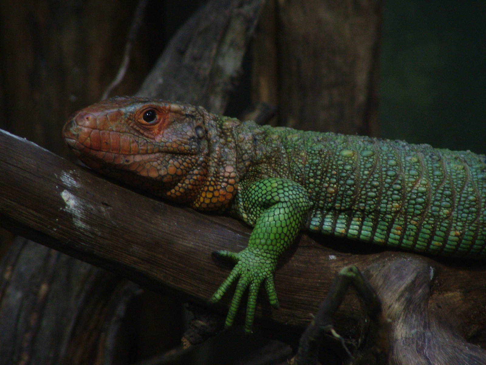 Caiman Lizard at Leipzig, 02/09/11
