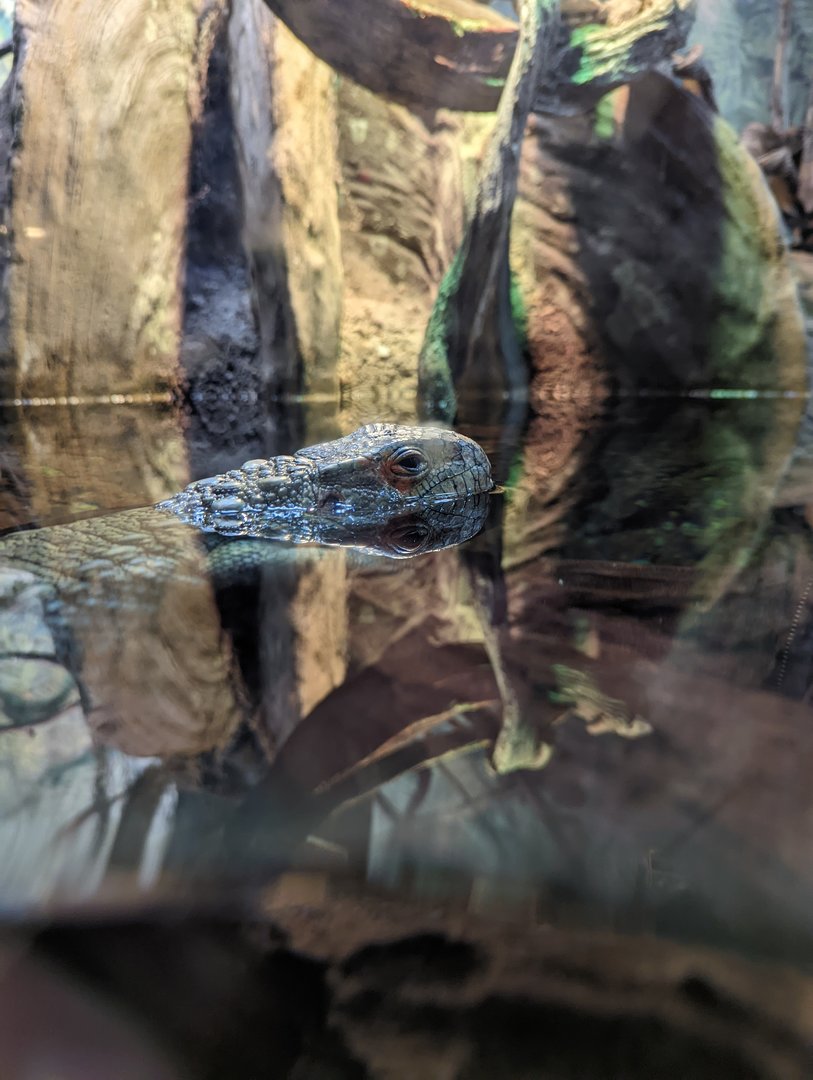 Caiman Lizard at the Greensboro Science Center