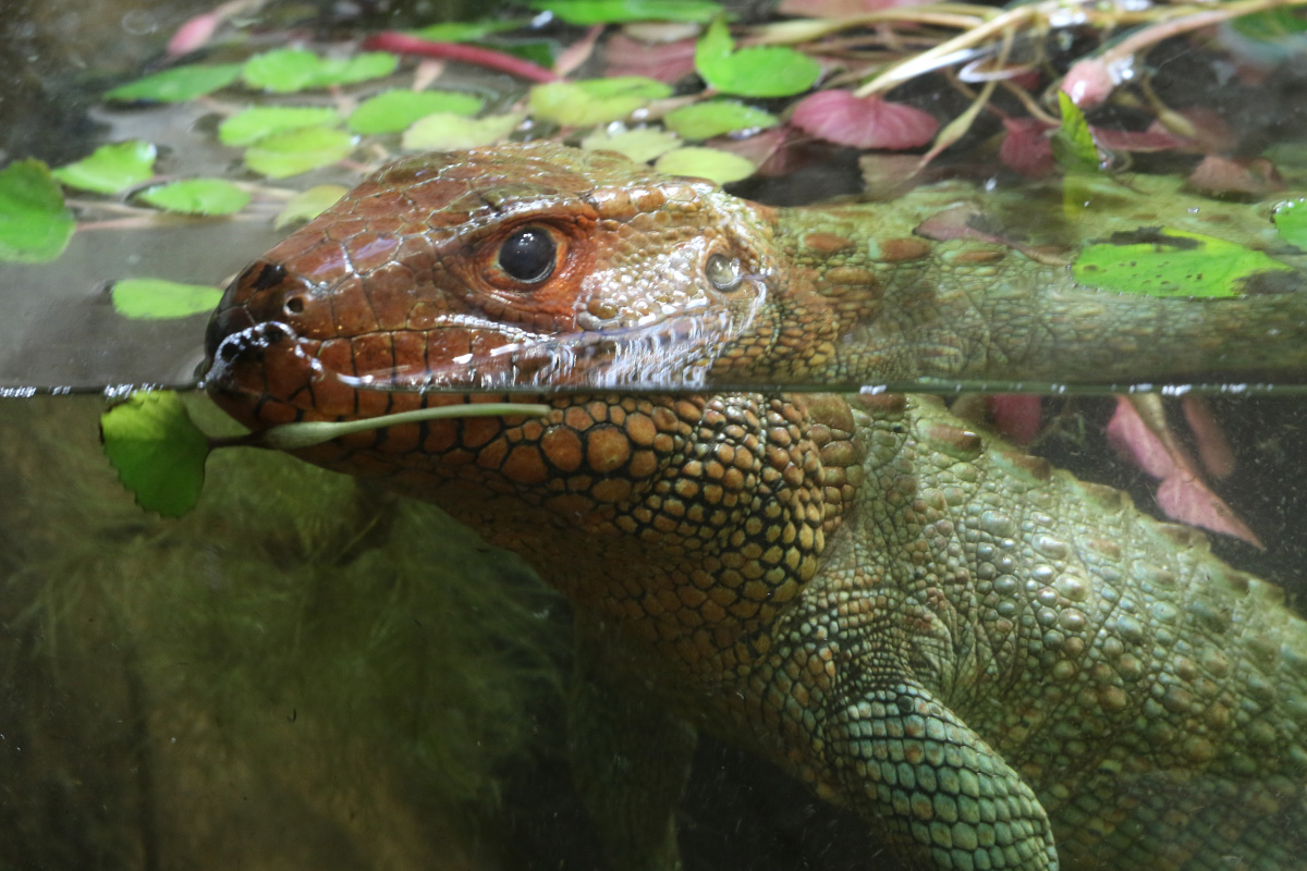 Caiman Lizard at ZSL London Zoo 2/11/2018
