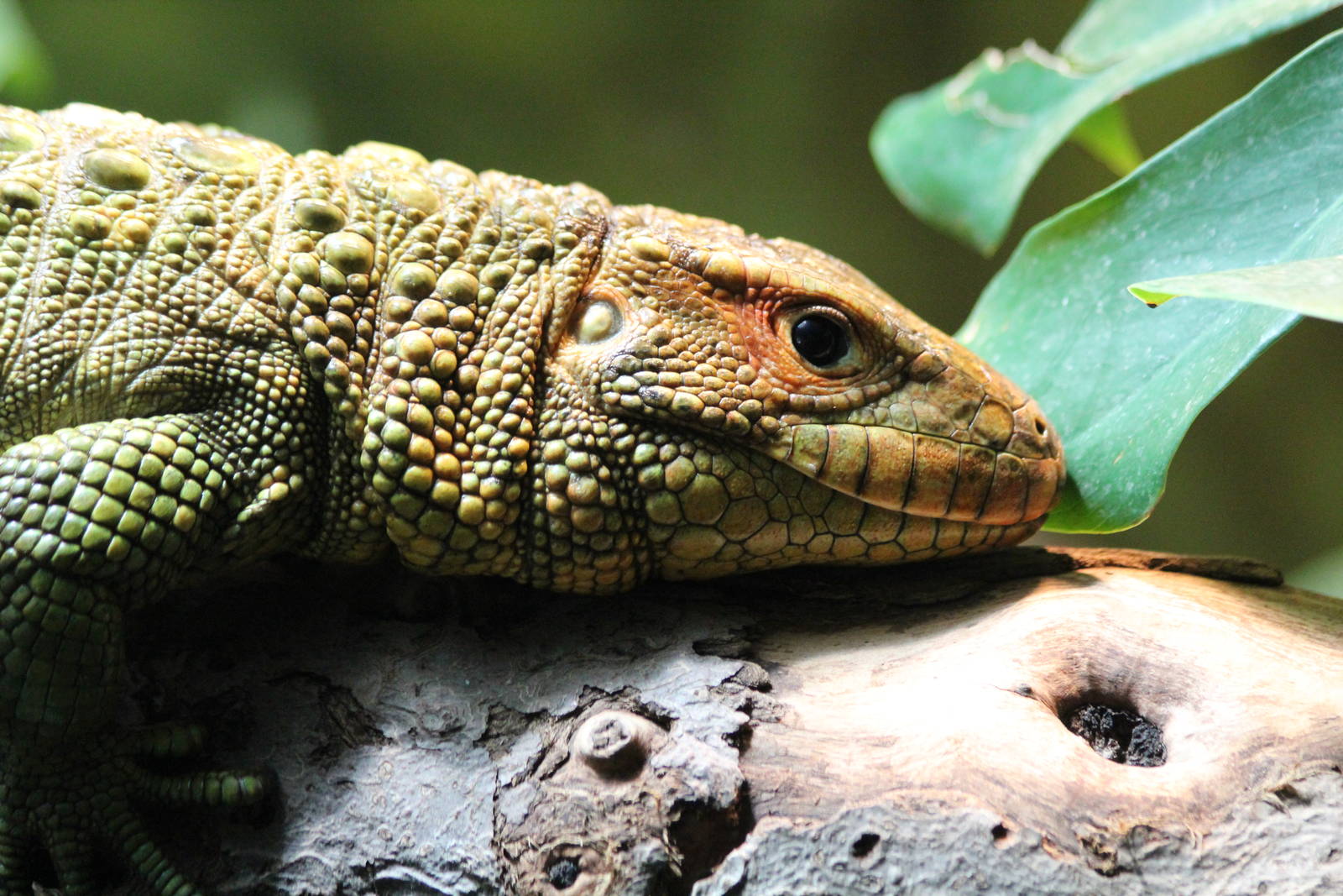 Caiman Lizard - Brno Zoo, July 2013