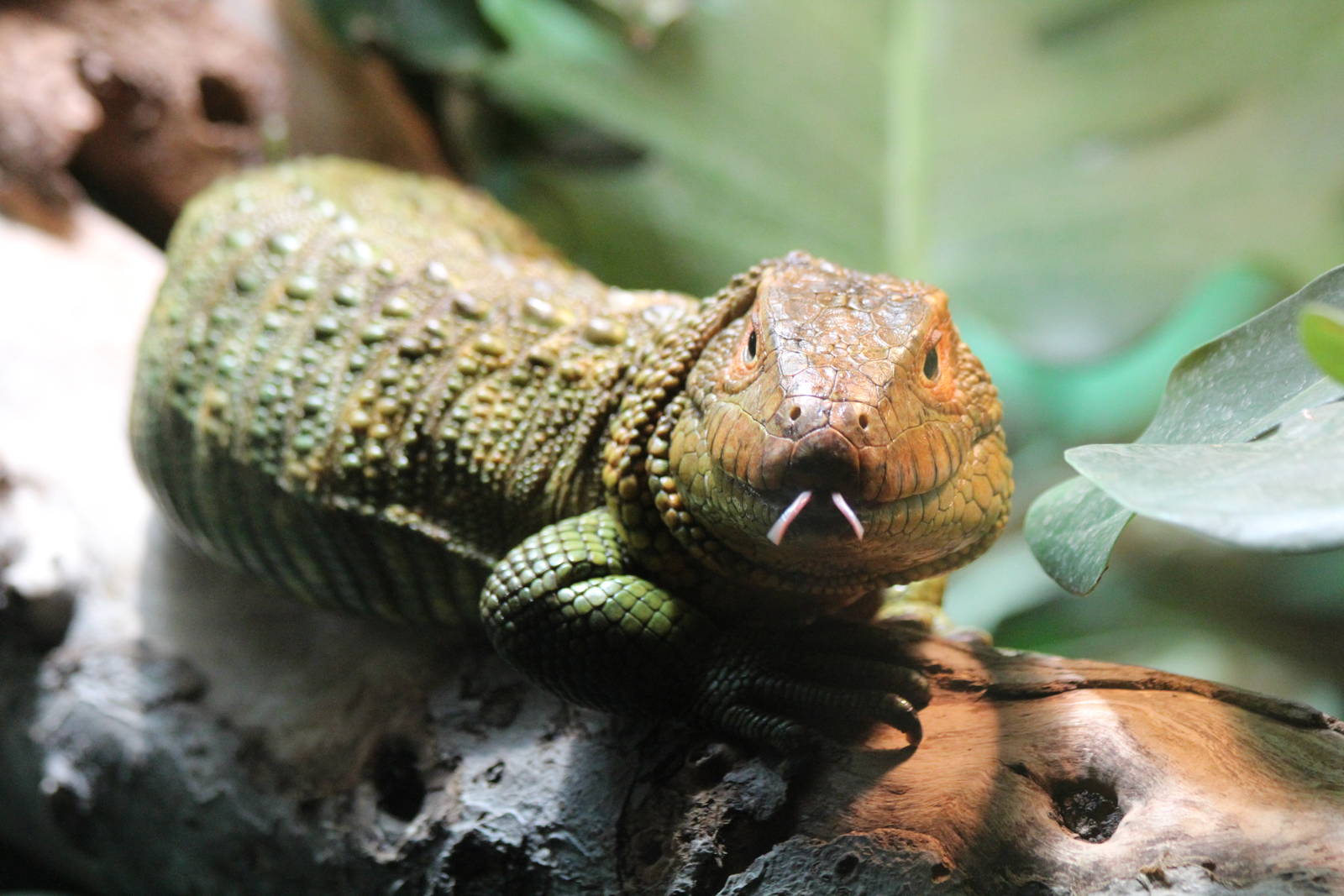 Caiman Lizard - Brno Zoo, July 2013
