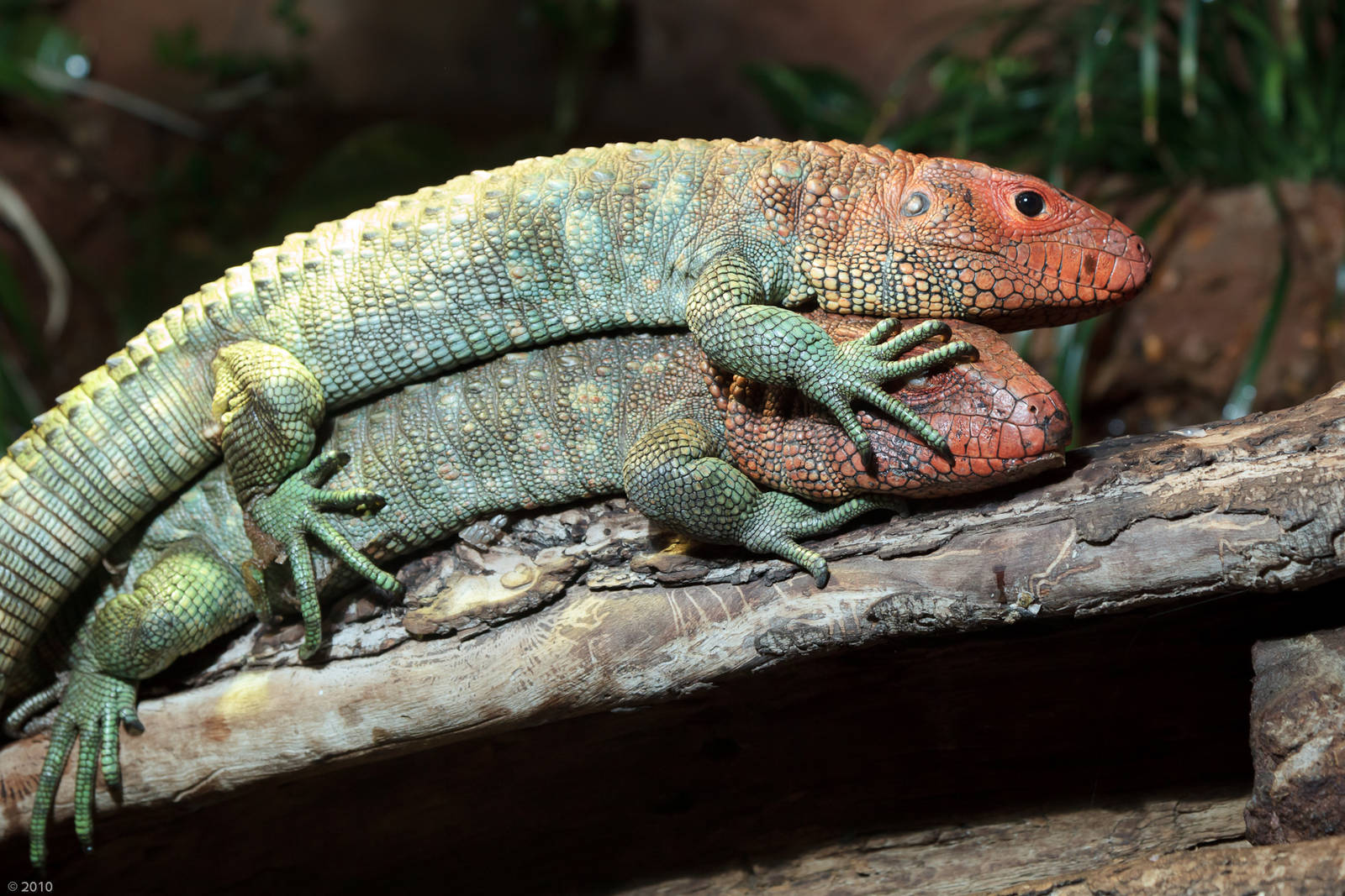 Caiman Lizard Caption Competition - 26/06/2010