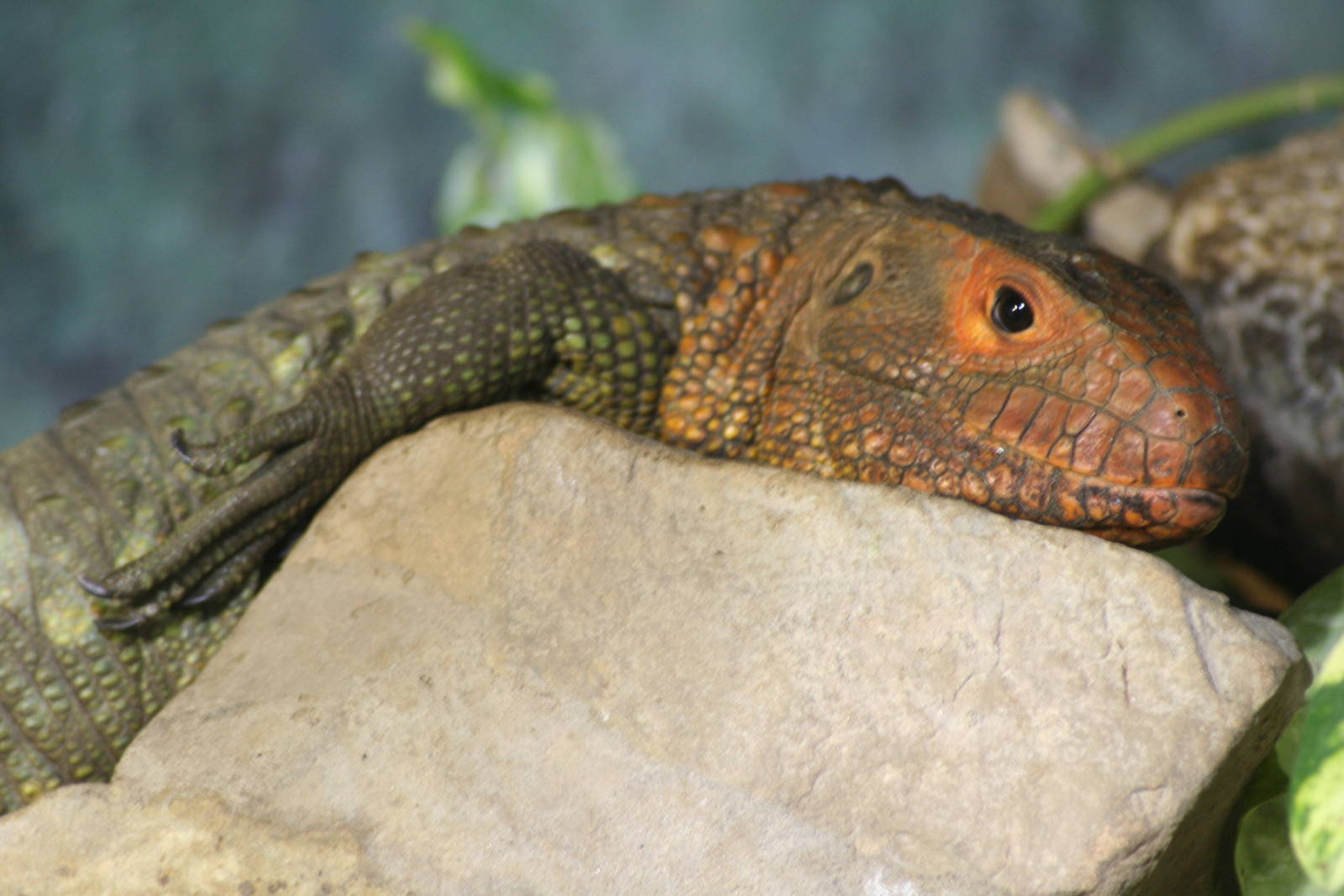 Caiman lizard - Chester zoo  June 08