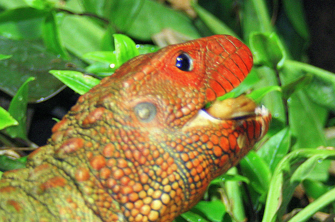 Caiman lizard crushing snail; London Zoo; 12th January 2014