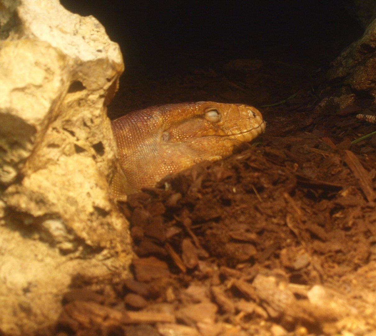 Caiman lizard (Dracaena guianensis), 2017-02-06