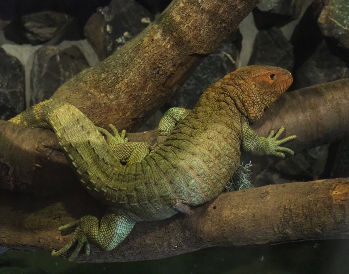 Caiman lizard (Dracaena guianensis), 2022-05-17