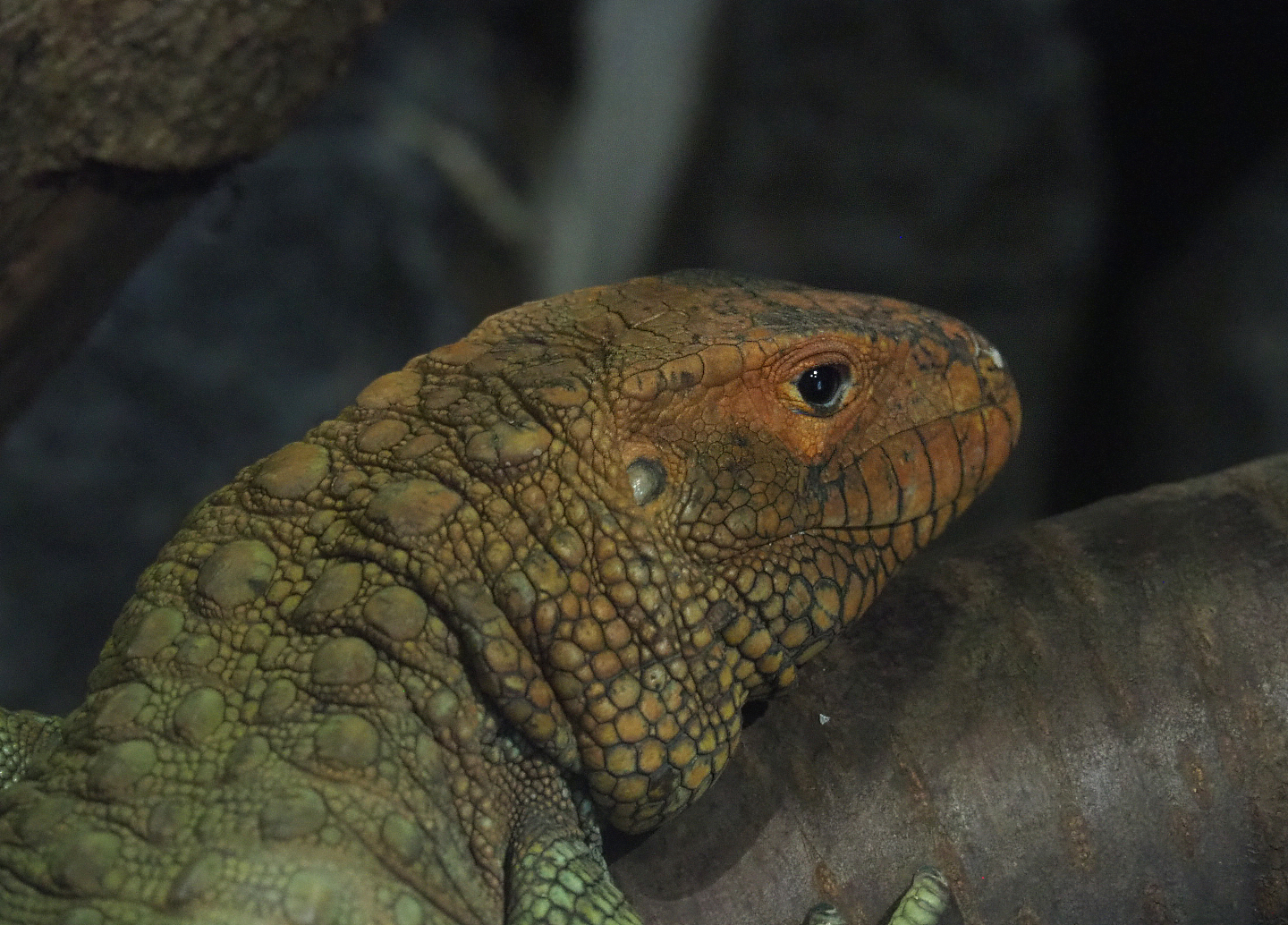 Caiman lizard (Dracaena guianensis), 2022-05-17