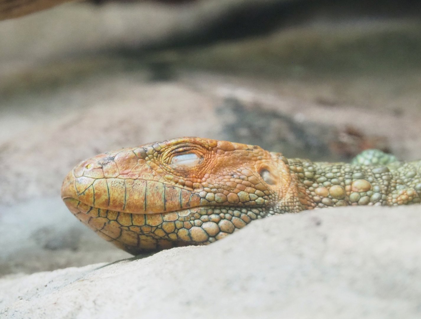 Caiman lizard (Dracaena guianensis), 2022-05-26