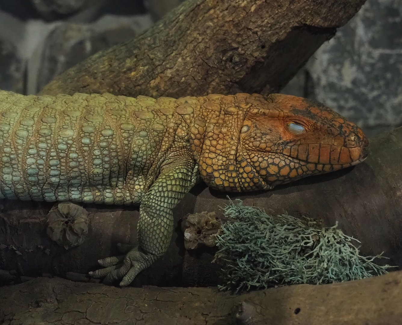 Caiman lizard (Dracaena guianensis), 2023-05-31