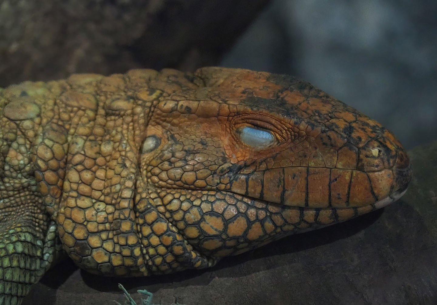 Caiman lizard (Dracaena guianensis), 2023-05-31