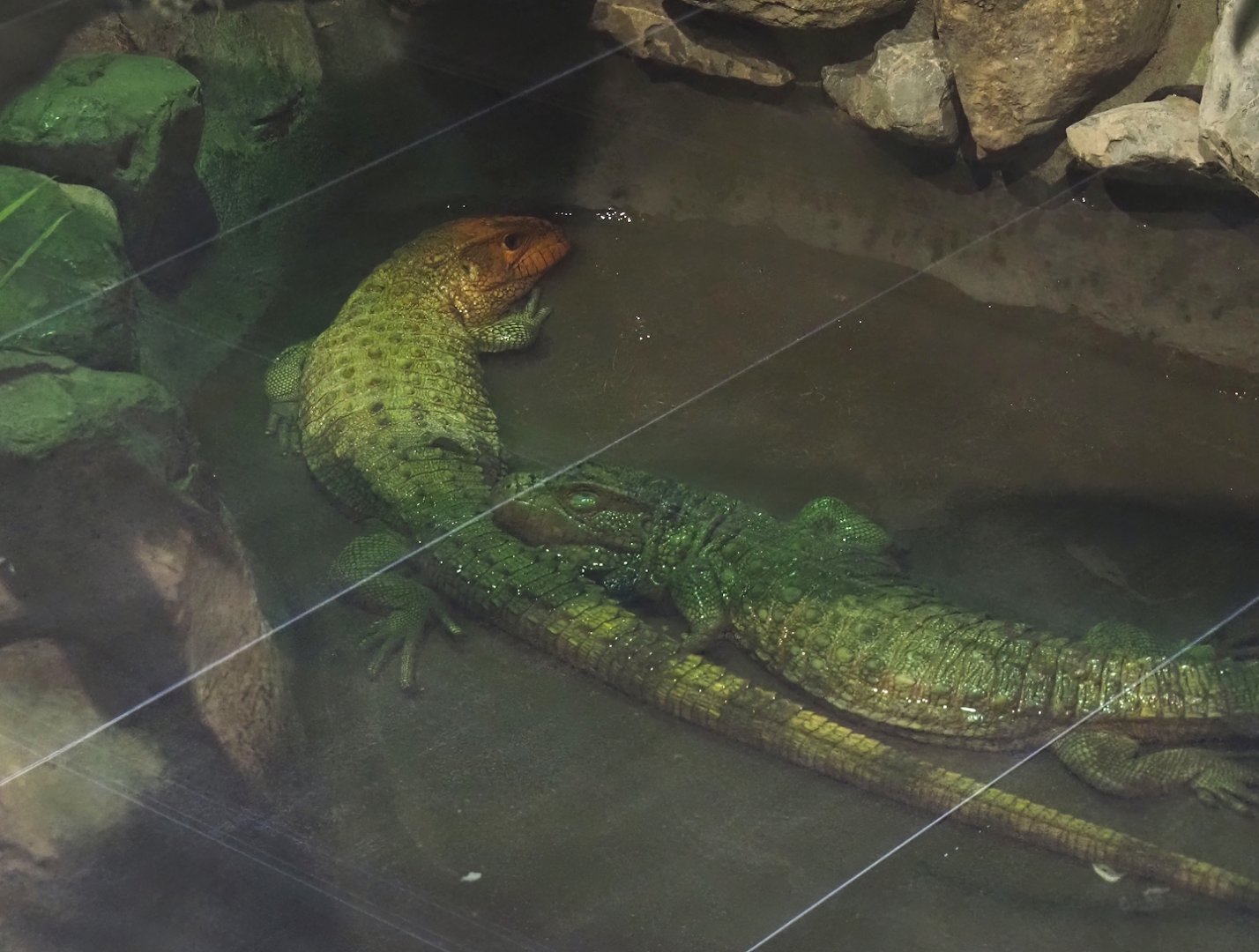 Caiman lizard (Dracaena guianensis), 2025-04-12