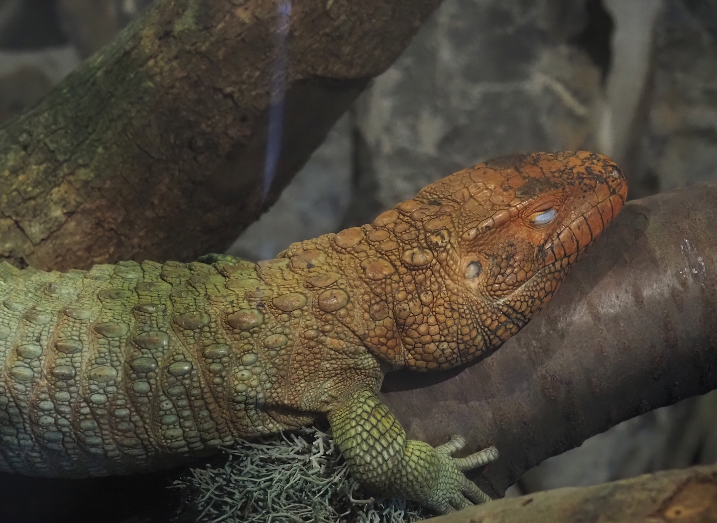 Caiman lizard (Dracaena guianensis), 2025-04-12