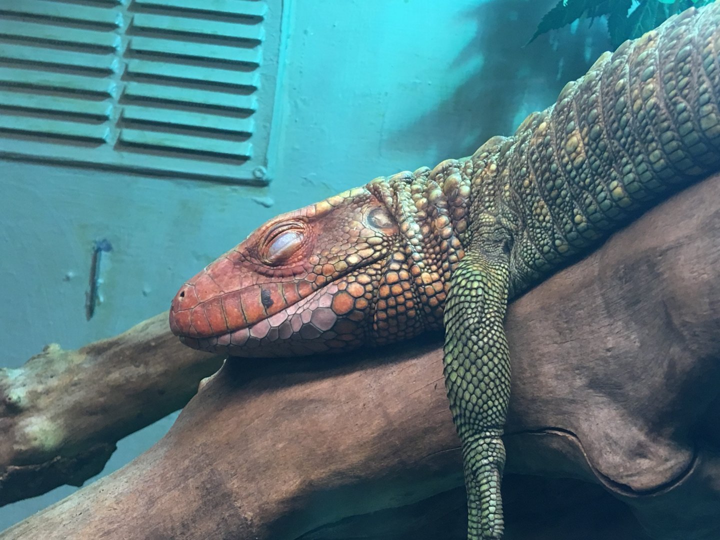 Caiman lizard (Dracaena guianensis) at the Reptile Village Conservation Zoo