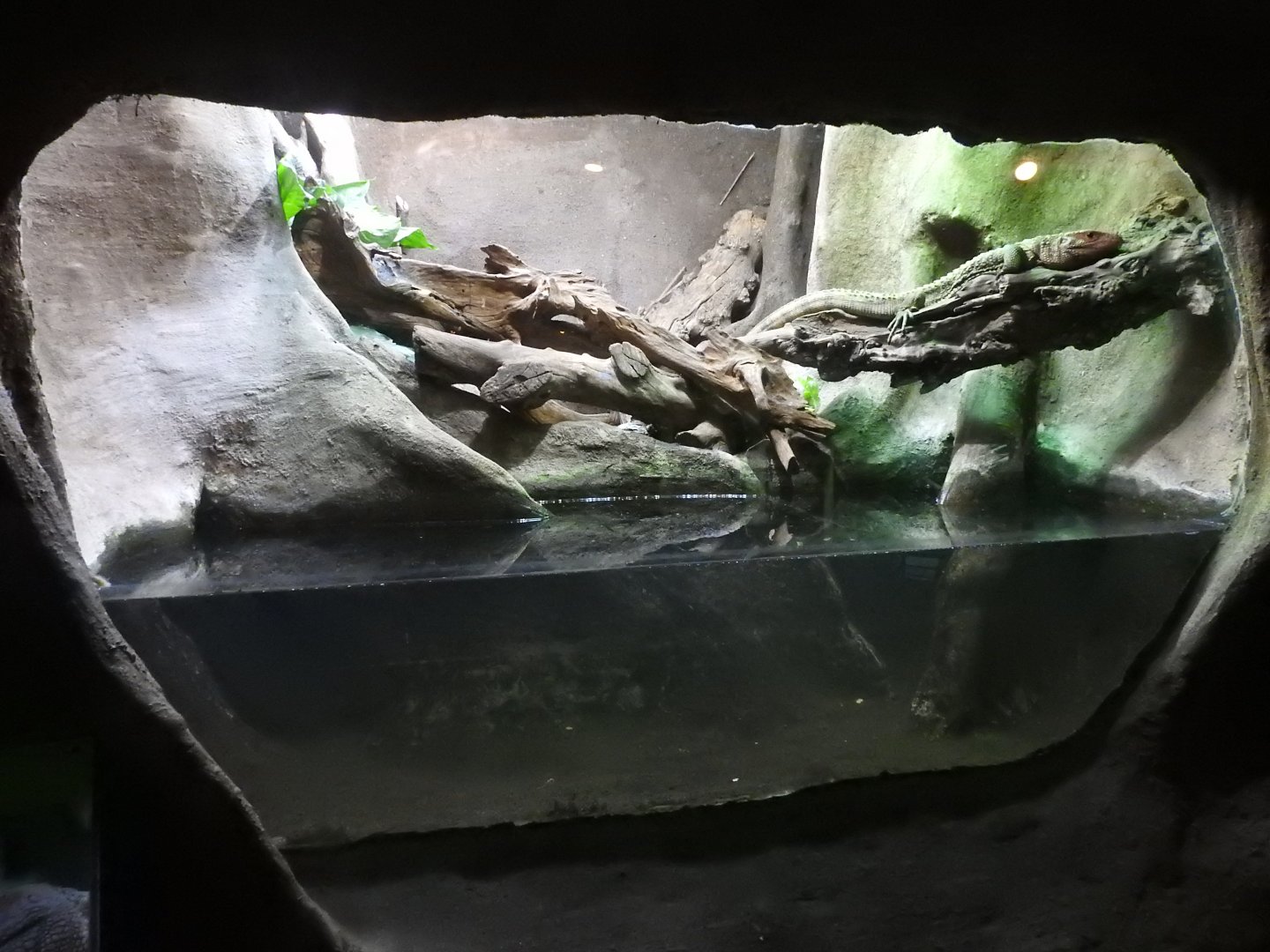 Caiman Lizard (Dracaena guianensis) Enclosure