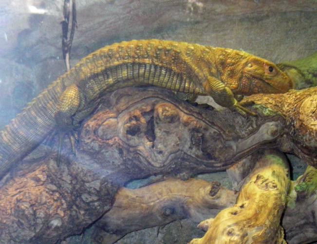 Caiman Lizard (Dracaena guianensis)