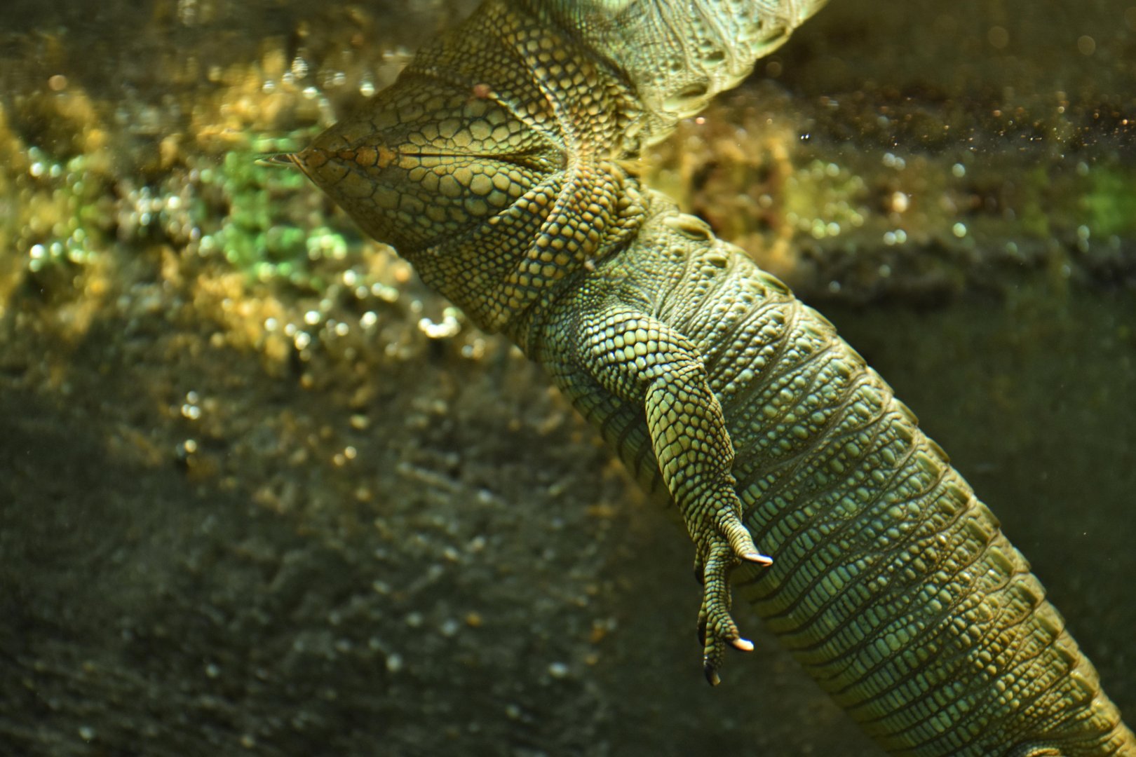 Caiman lizard (Dracaena guianensis)