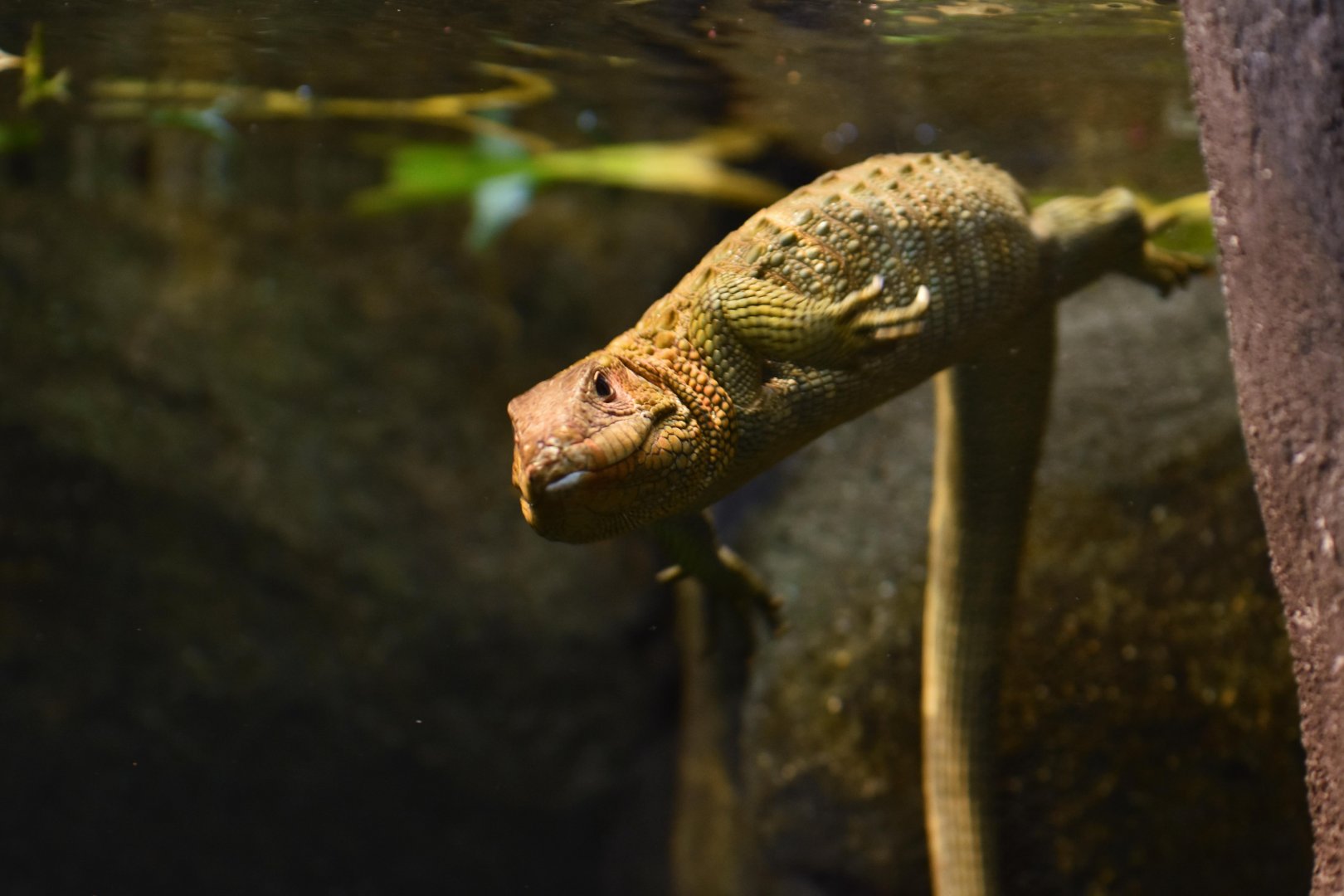 Caiman lizard (Dracaena guianensis)