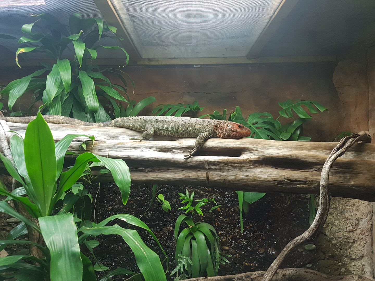 Caiman Lizard (Dracaena guianensis)