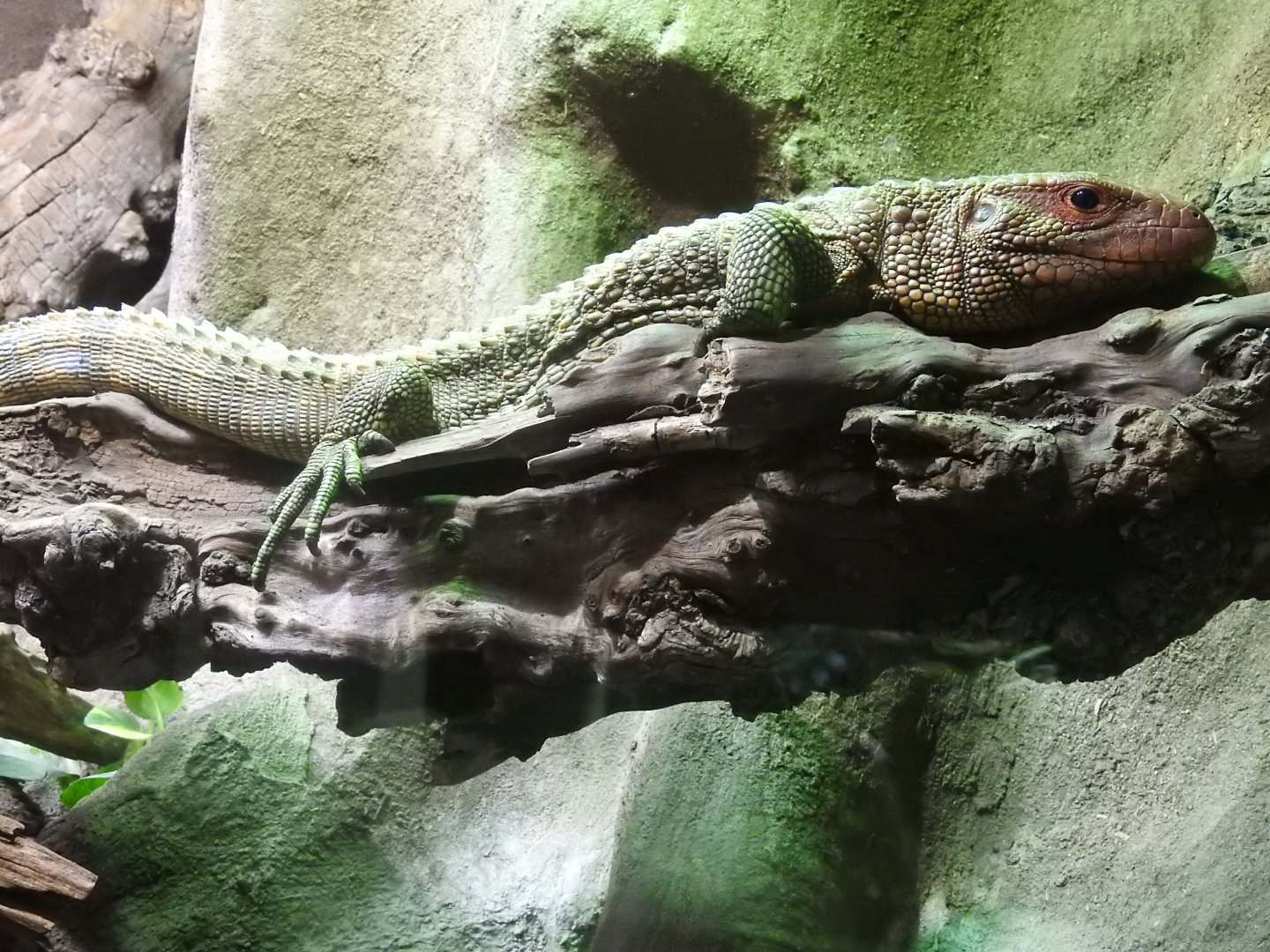 Caiman Lizard (Dracaena guianensis)