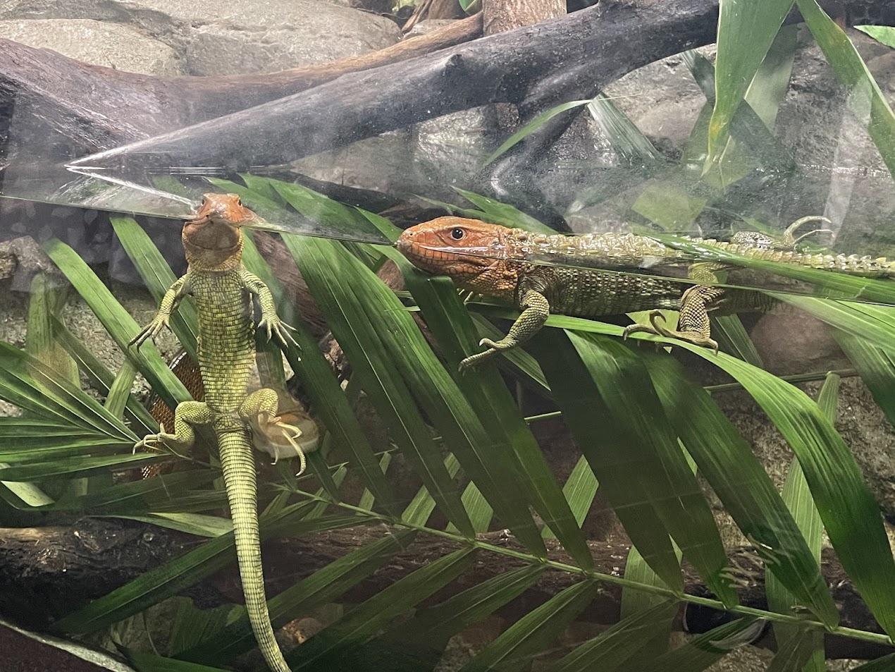 Caiman Lizard (Dracaena guianensis)