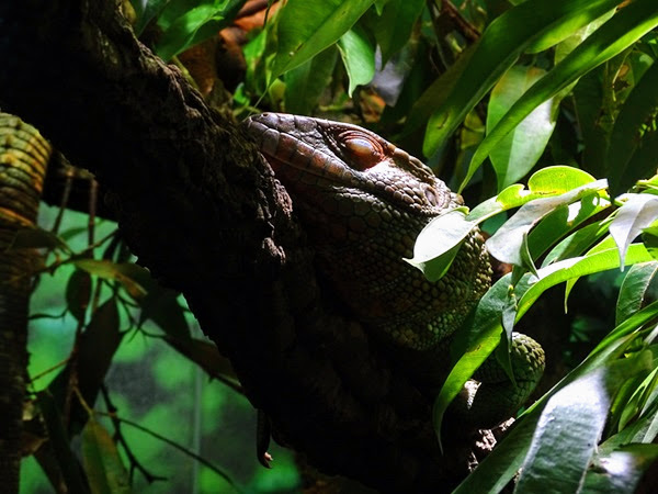 Caiman lizard (Dracaena guianensis)
