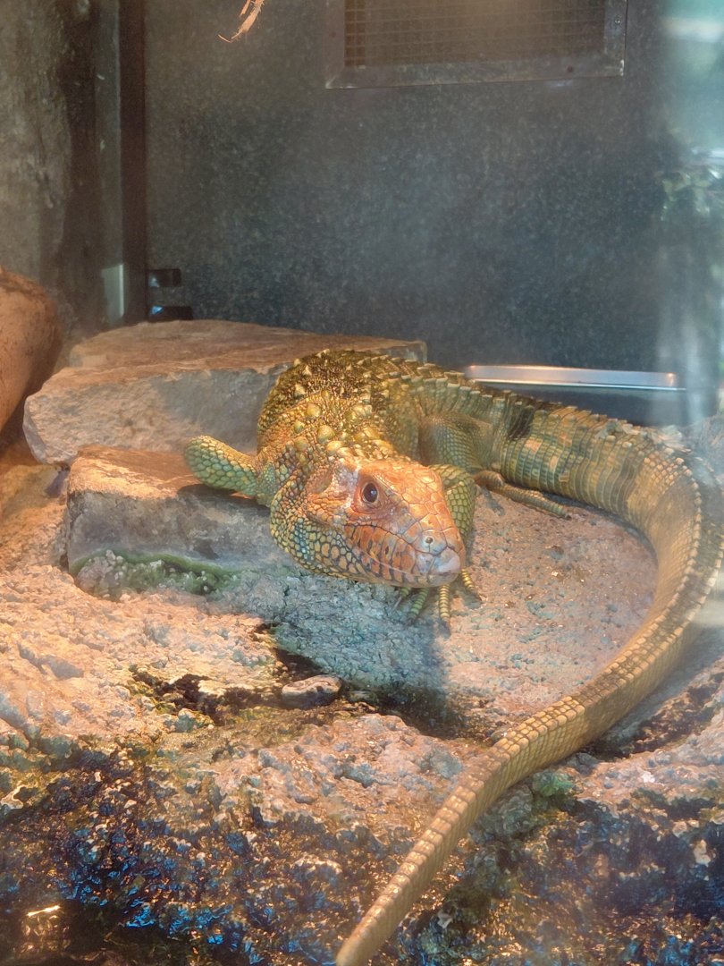 Caiman Lizard (Dracaena guianensis)