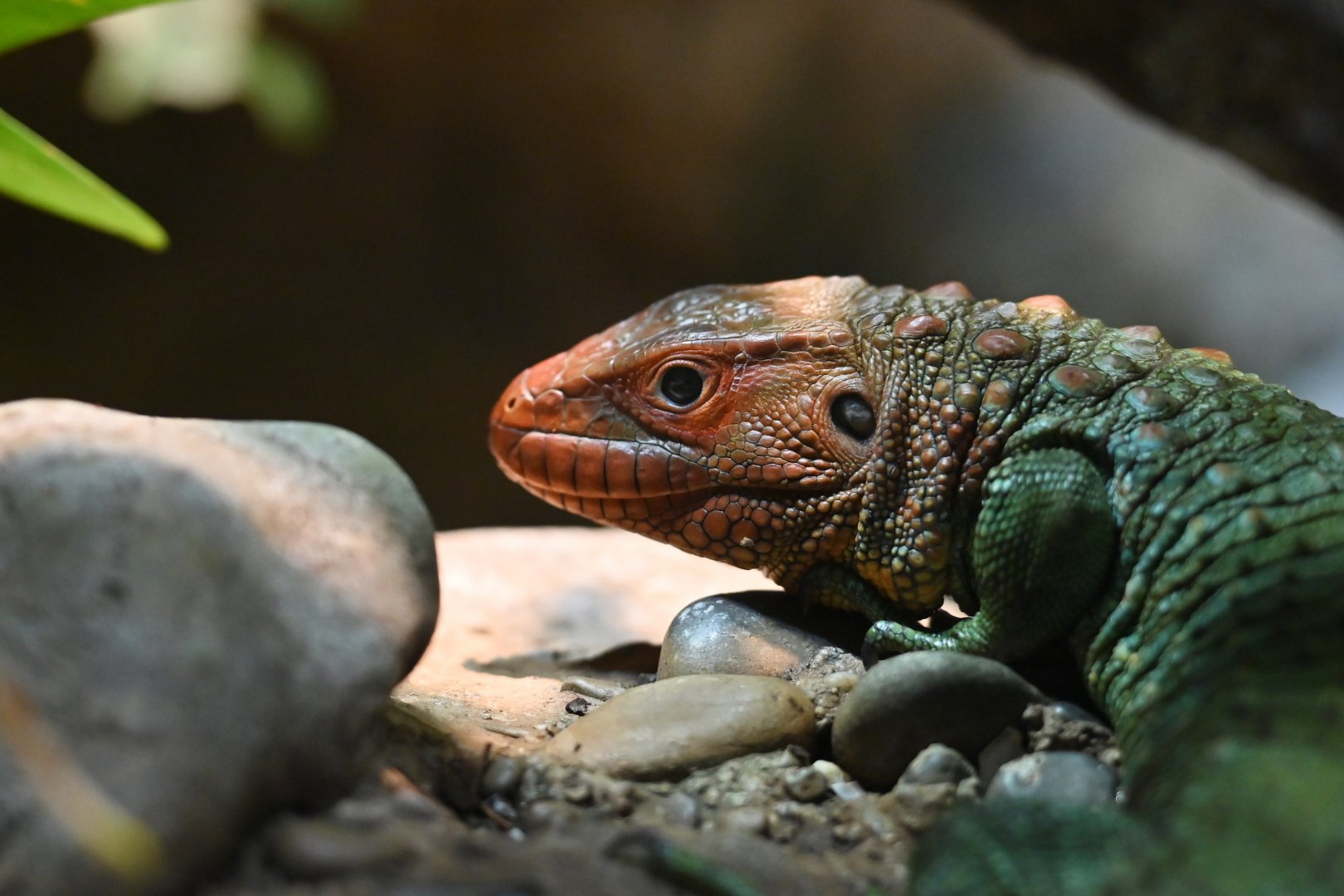 Caiman lizard Dracaena guianensis