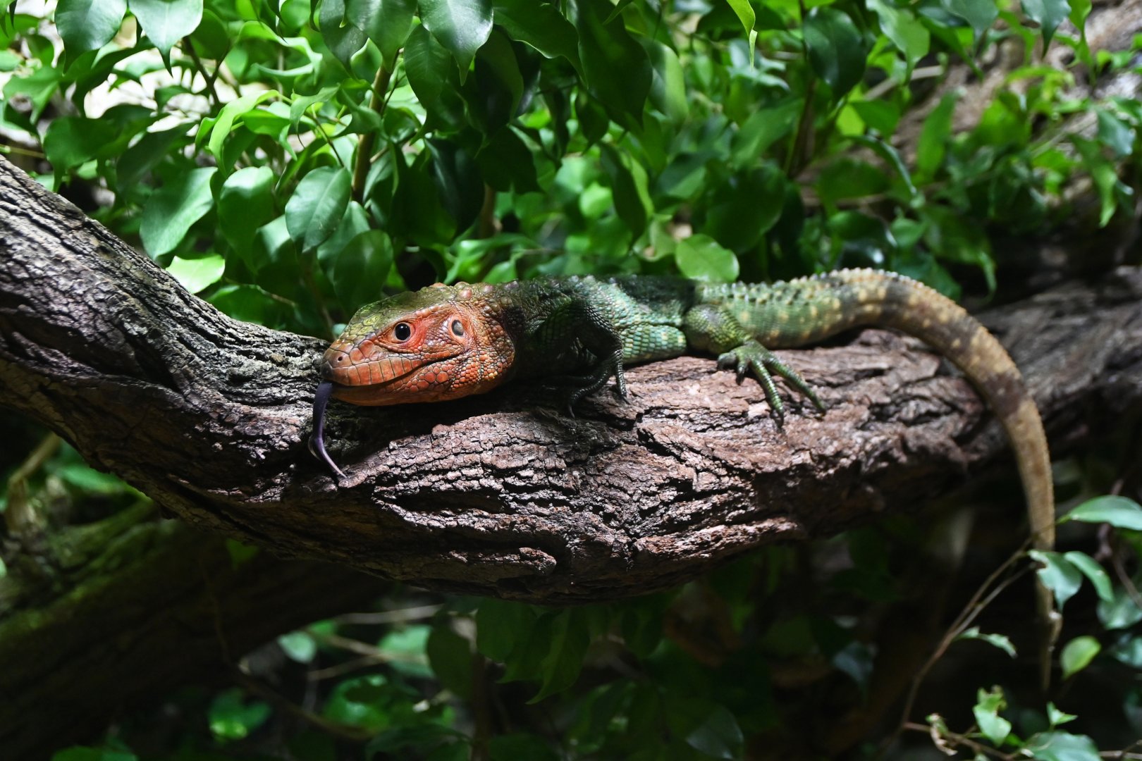Caiman lizard Dracaena guianensis